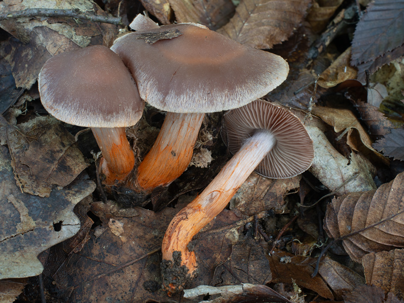 Cortinarius bulliardii